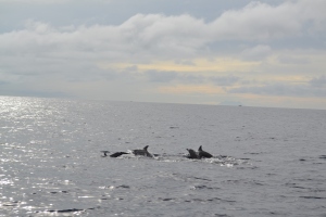 DOLPHIN WATCHING AT BALICASAG ISLAND (85) THE BEST