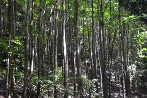 MANMADE FOREST (4)