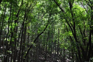 MANMADE FOREST (8)